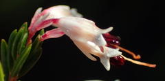 Erica fuscescens