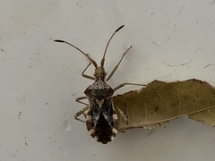 Centrocoris volxemi