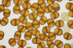 Puccinia menthae