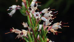Erica fuscescens