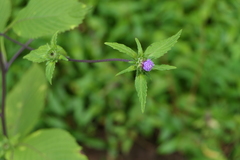 Phyllocephalum scabridum