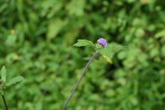 Phyllocephalum scabridum