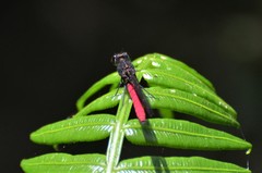 Chlorocypha consueta