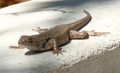 Sceloporus nelsoni