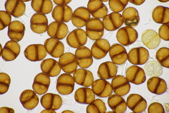 Puccinia menthae