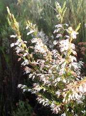 Erica fuscescens