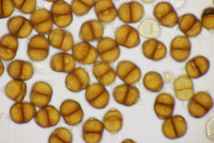 Puccinia menthae