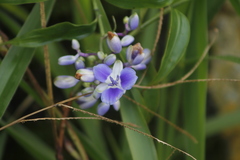 Dichorisandra hexandra