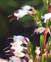 Erica fuscescens