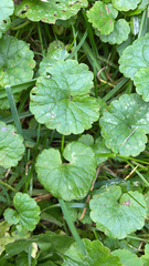 Puccinia glechomatis