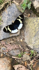 Heliconius eleuchia eleuchia
