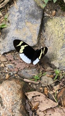 Heliconius eleuchia eleuchia