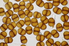 Puccinia menthae
