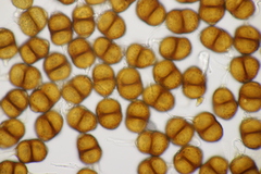 Puccinia menthae