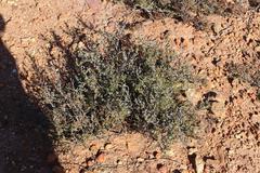 Drosanthemum asperulum