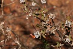 Drosanthemum asperulum