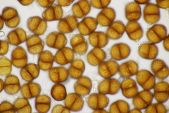 Puccinia menthae