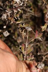 Drosanthemum asperulum