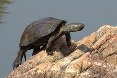 Mauremys reevesii