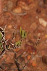 Drosanthemum asperulum