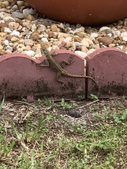 Agama picticauda