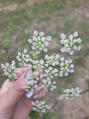 Chaerophyllum temulum image