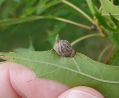 Dryocosmus quercusnotha