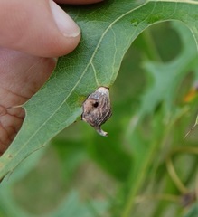 Dryocosmus quercusnotha
