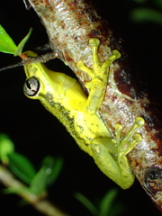 Scinax ruber