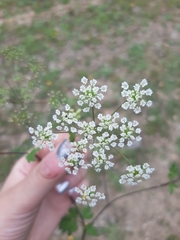 Chaerophyllum temulum image