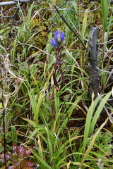 Gentiana triflora