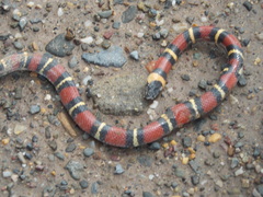Lampropeltis annulata