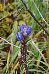 Gentiana triflora