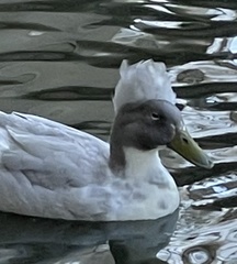 Anas platyrhynchos domesticus