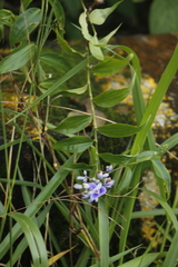 Dichorisandra hexandra