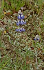 Lupinus bicolor