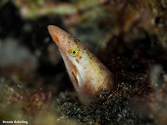 Apterichtus anguiformis