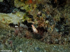 Apterichtus anguiformis