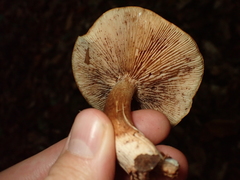 Tricholoma ustale