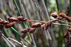Thamnochortus spicigerus