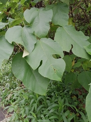 Broussonetia papyrifera