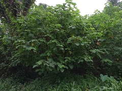 Broussonetia papyrifera