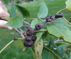 Phylloxera caryaecaulis