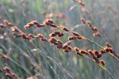 Thamnochortus spicigerus