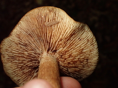 Tricholoma ustale