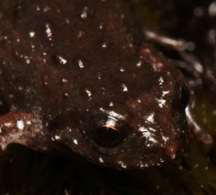 Arthroleptella rugosa