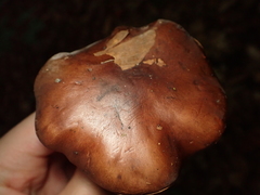 Tricholoma ustale