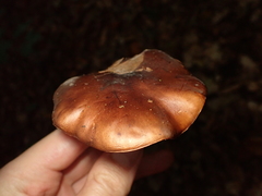 Tricholoma ustale