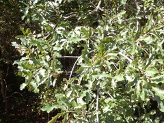 Quercus laceyi