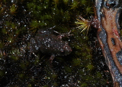 Arthroleptella rugosa
